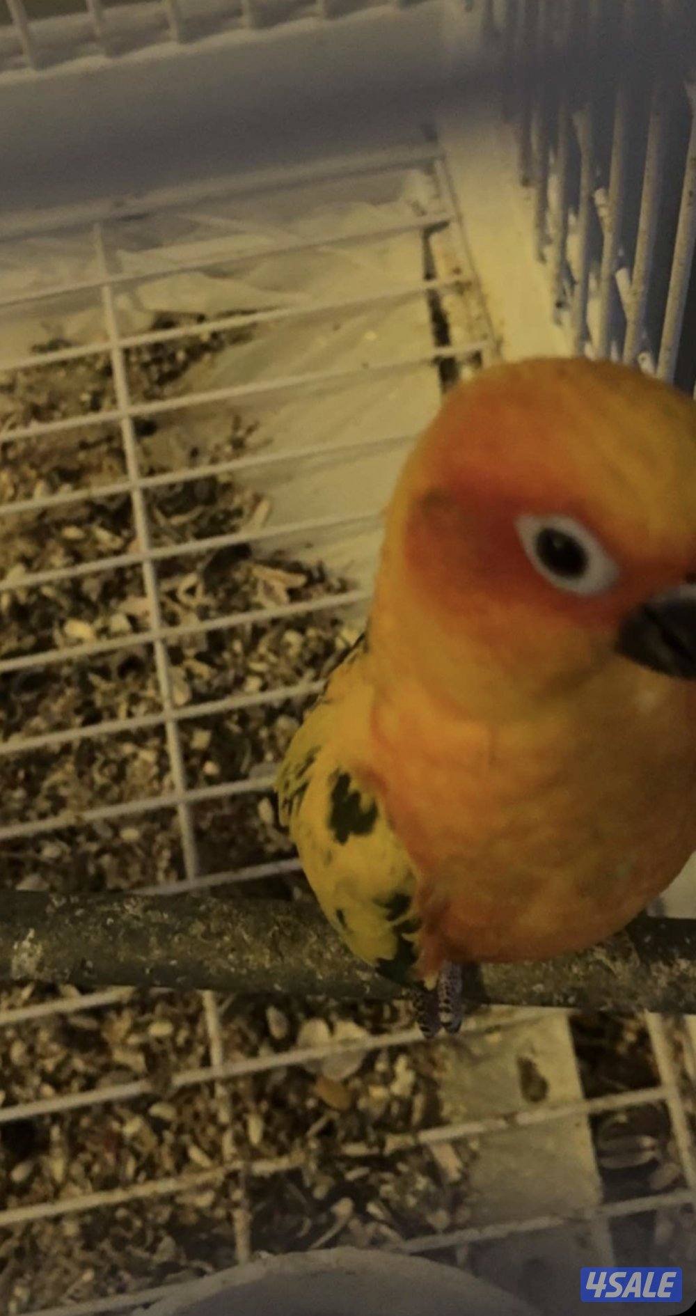 صن كنيور ربوه بس في شوي عض بسبب الاهمال0