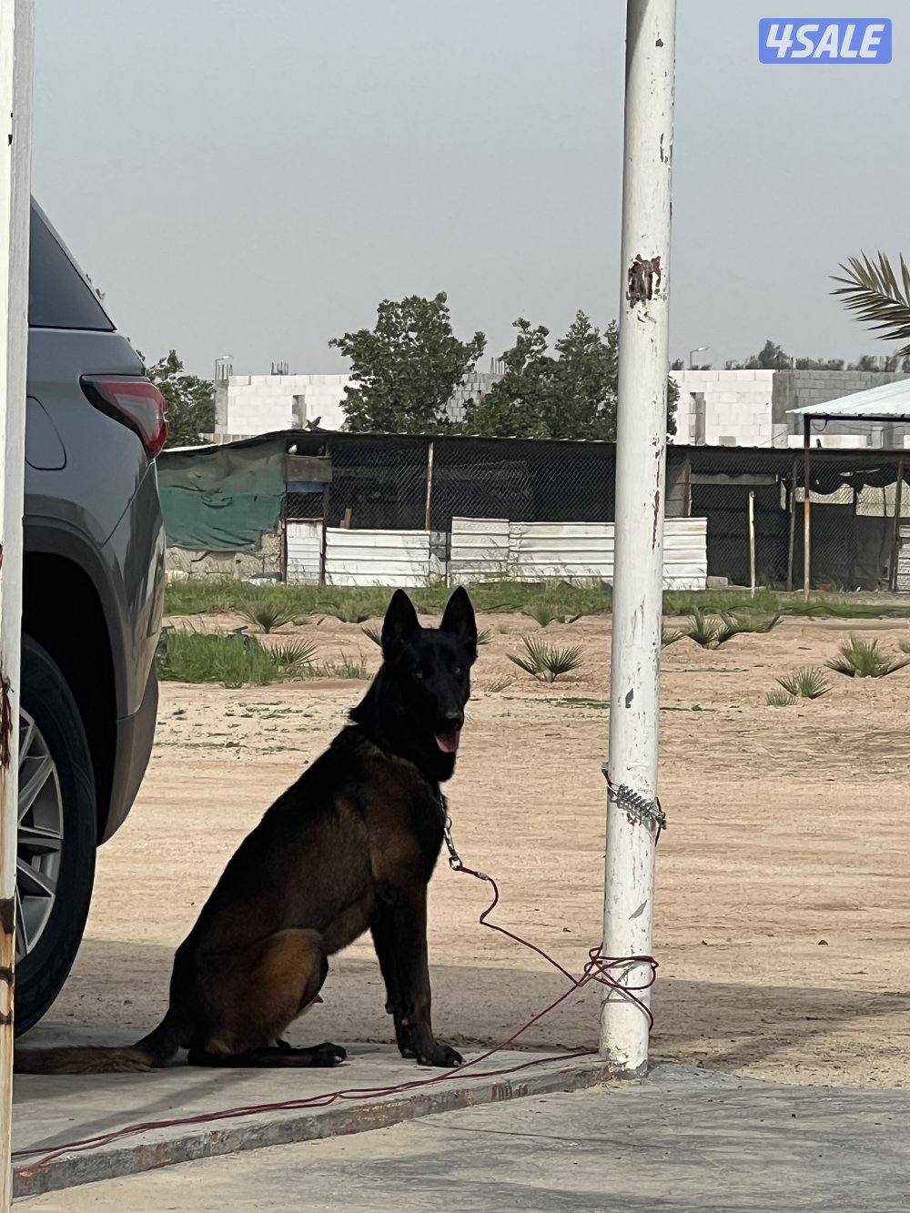 كلب مالينوا0