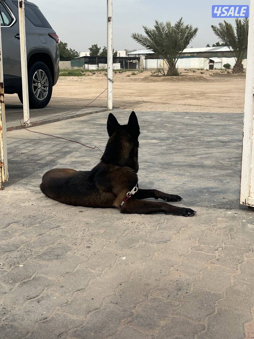 كلب مالينوا1