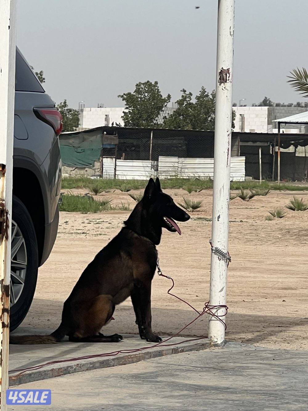 كلب مالينوا2