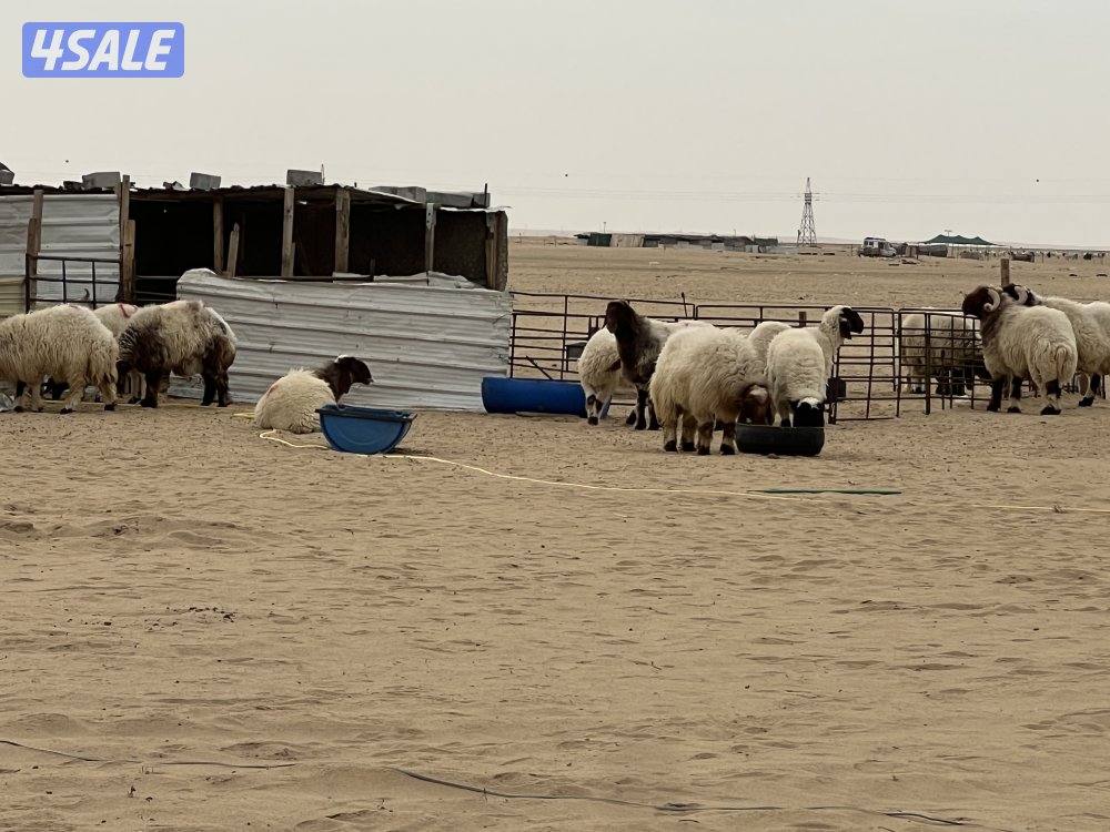 للبيع غنم نعيم عدد15 فيها فحول 2 وفيها شرط سونار 20
