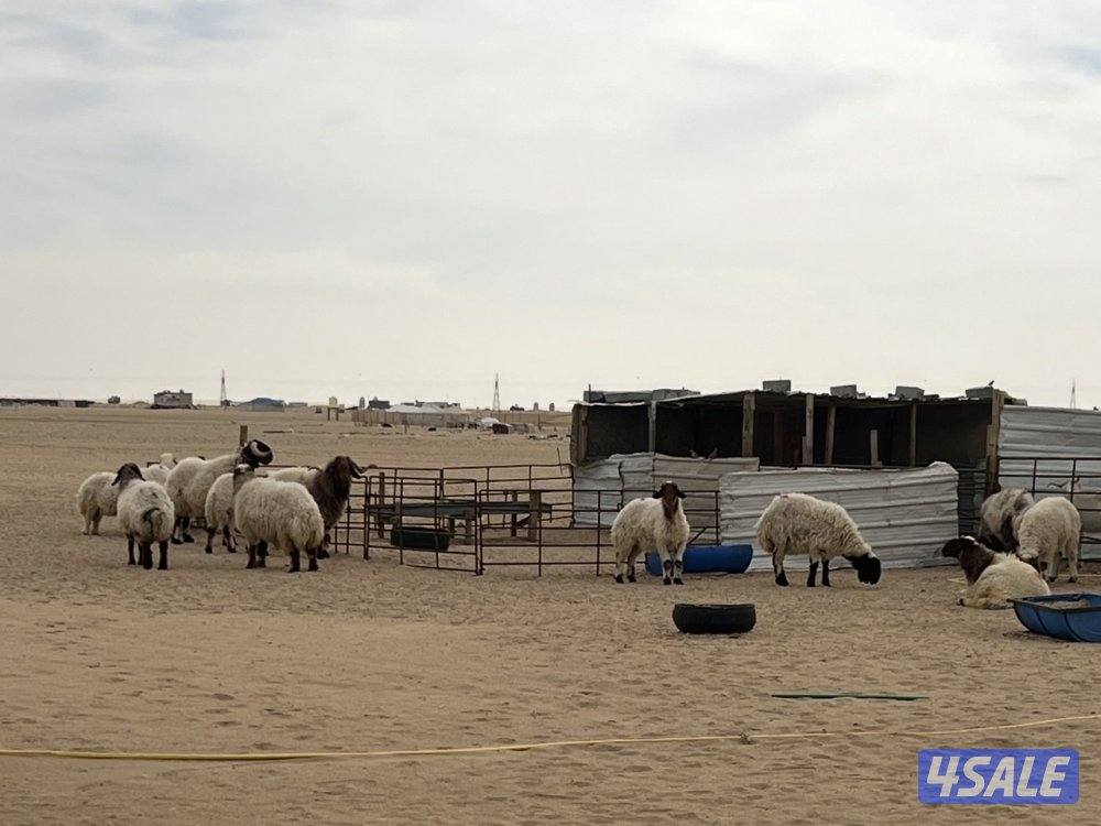 للبيع غنم نعيم عدد15 فيها فحول 2 وفيها شرط سونار 21