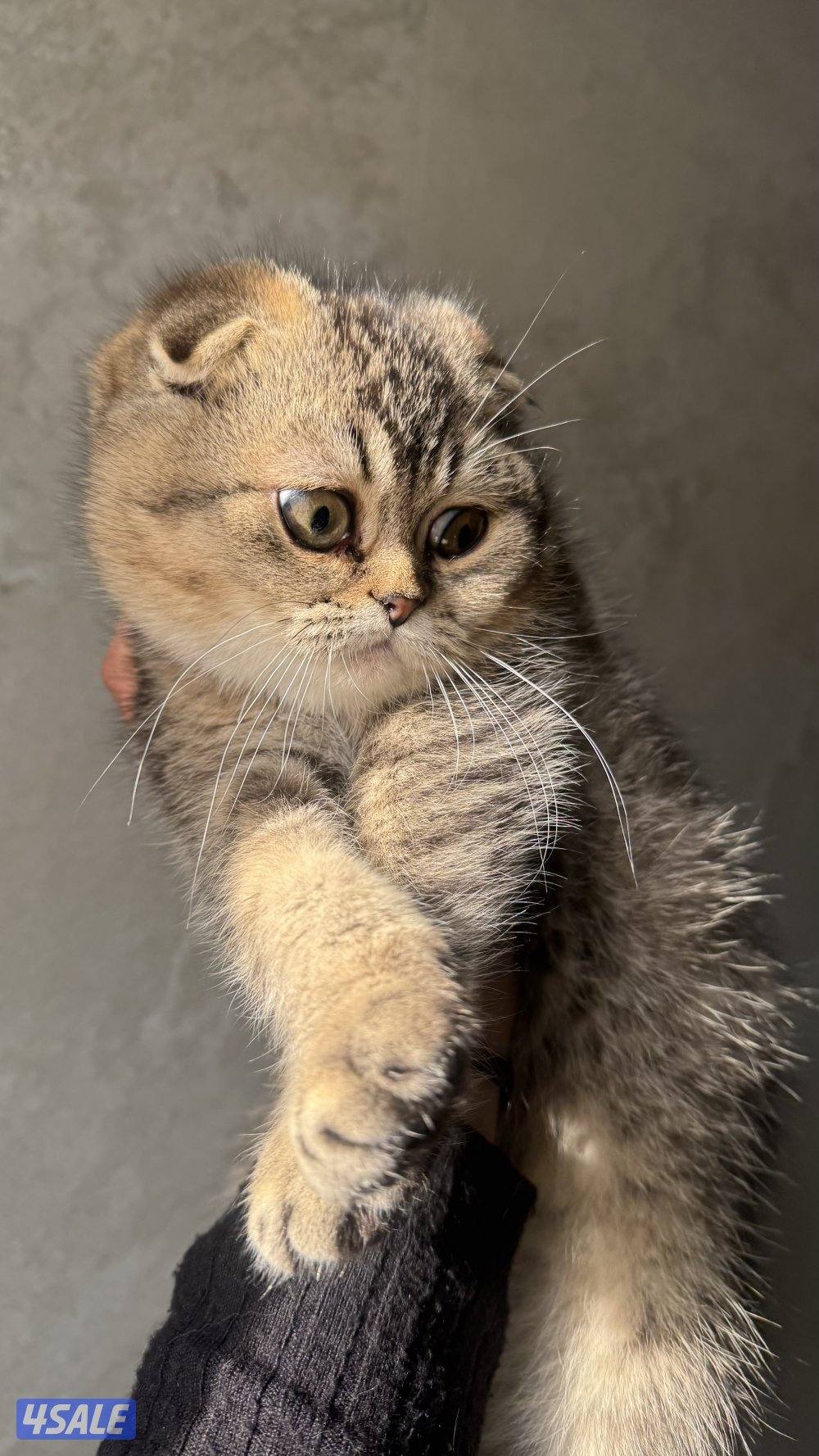 كتن سكوتش فولد بيور مستوى فاخر1