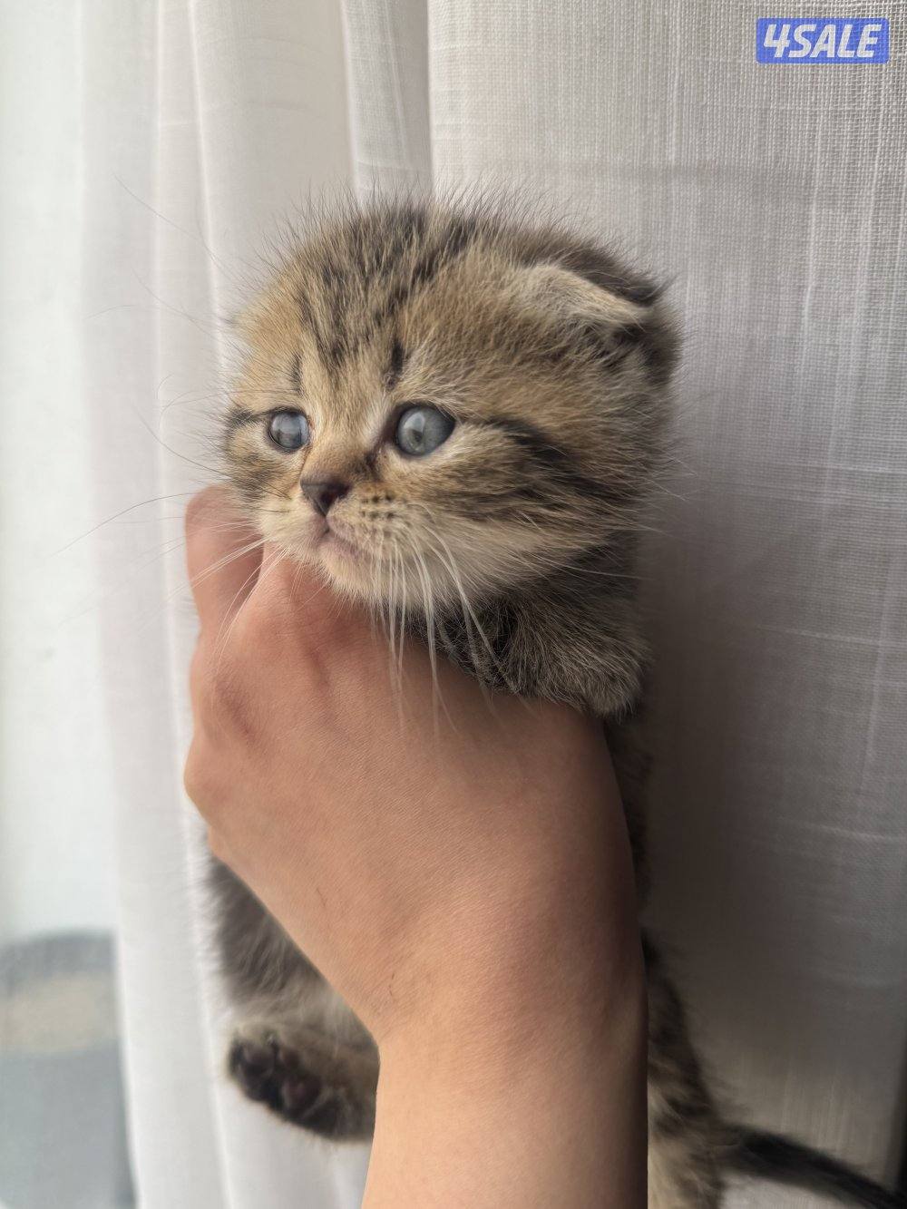 للبيع كتنز سكوتش فولد بيور مستوى فاخر2