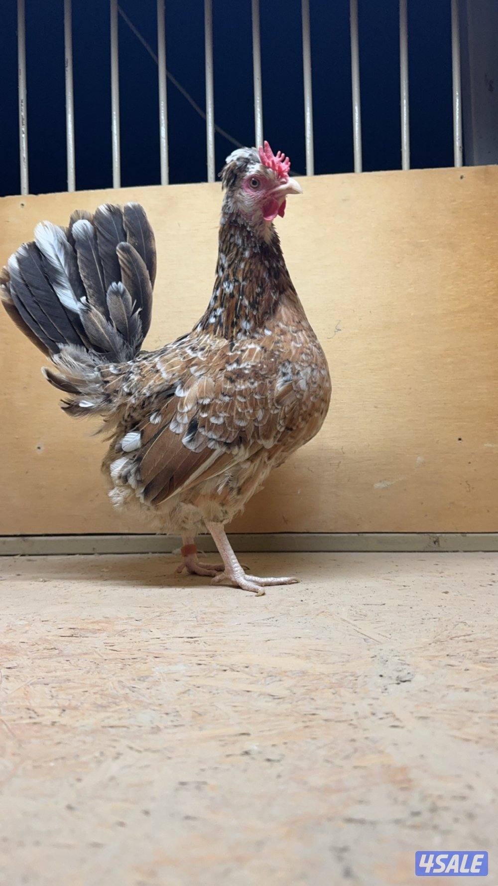 للبيع دجاج عربي ترثا فيهم علي الحبيشي والسمران وقرعوطه مزارع الوفره1