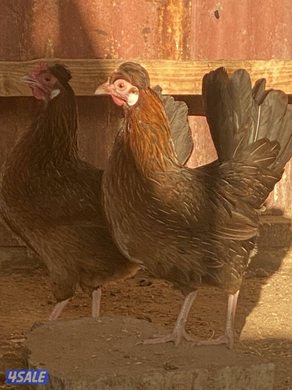 للبيع دجاج عربي ترثا فيهم علي الحبيشي والسمران وقرعوطه مزارع الوفره4