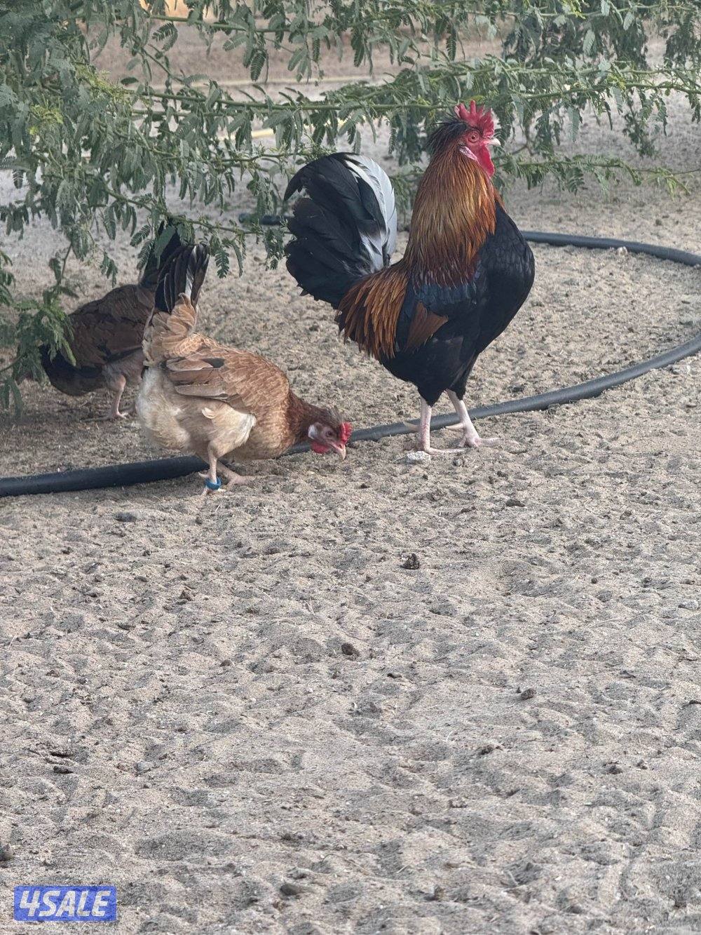 للبيع دجاج عربي ترثا فيهم علي الحبيشي والسمران وقرعوطه مزارع الوفره5