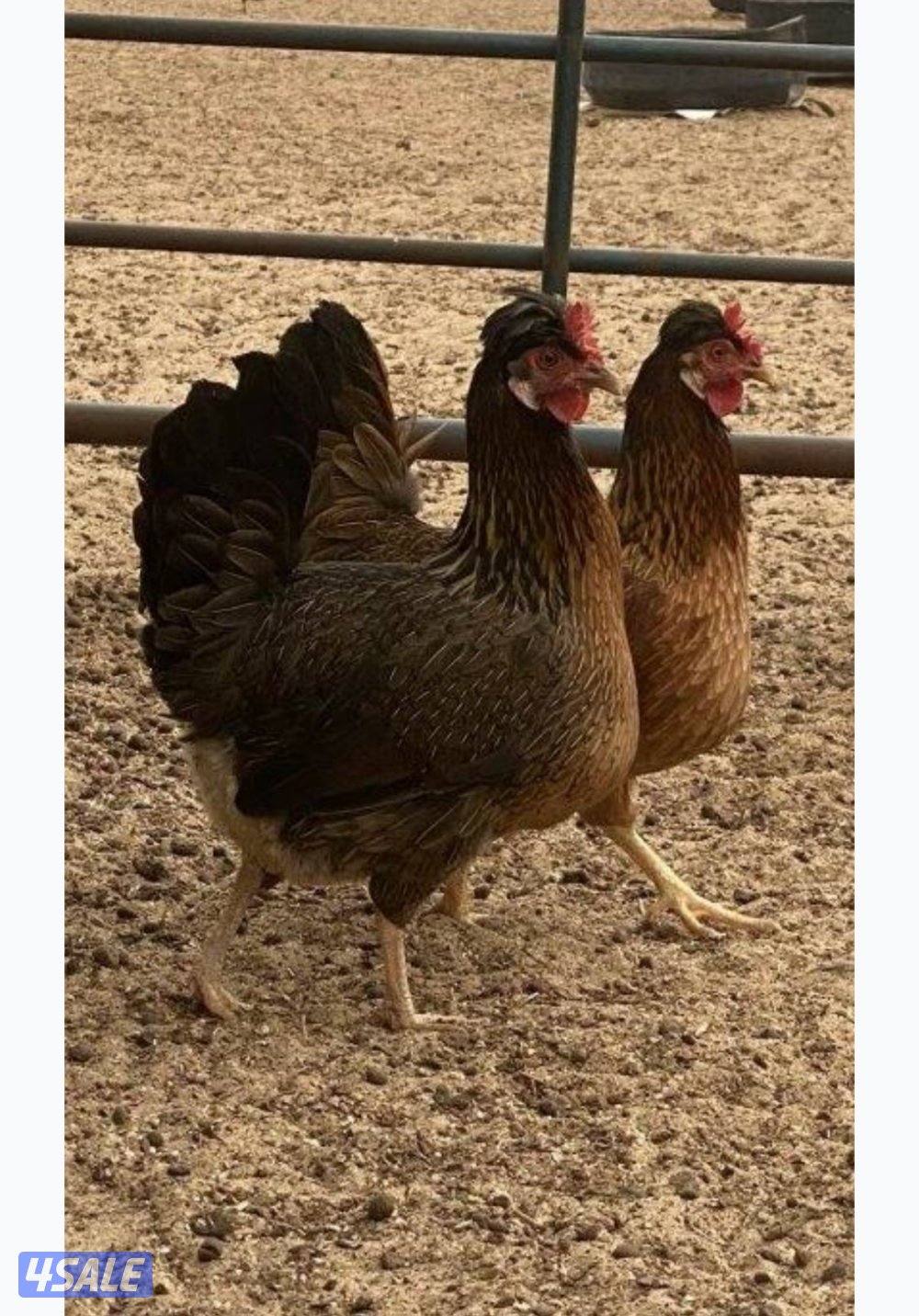 للبيع دجاج عربي ترثا فيهم علي الحبيشي والسمران وقرعوطه مزارع الوفره6