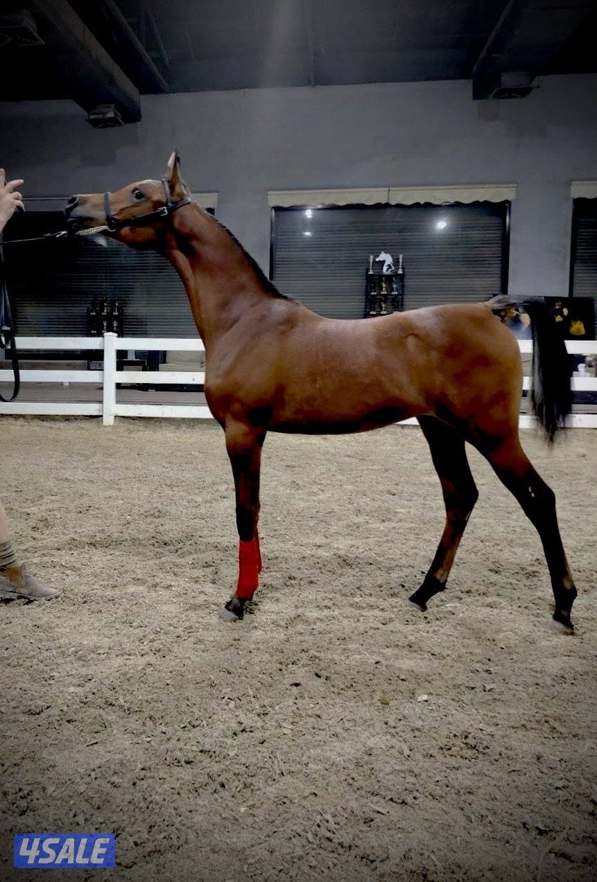 مهره بولش للبيع2