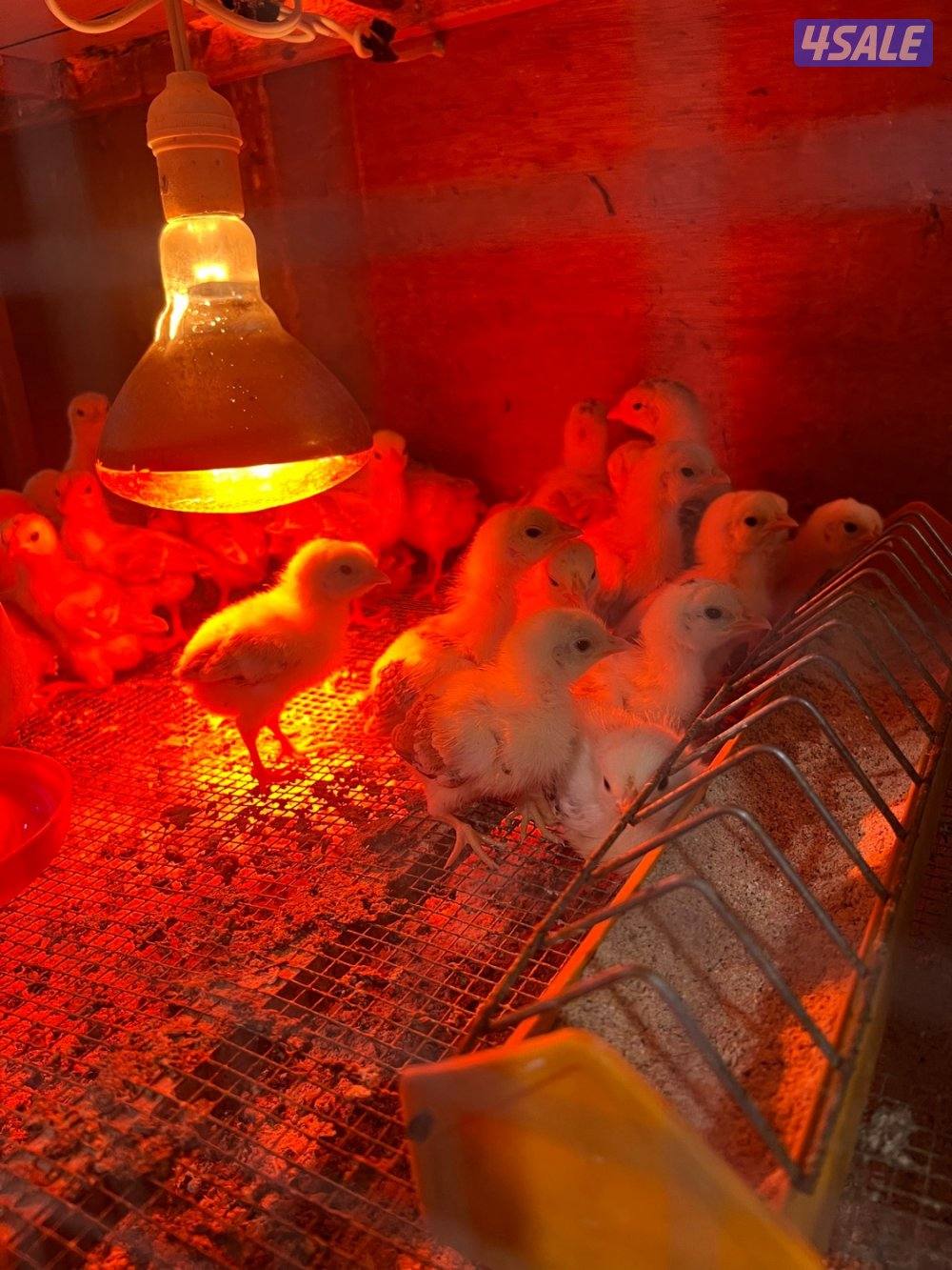 سلام عليكم للبيع صيصان عربي دم صافي 50 حبه0