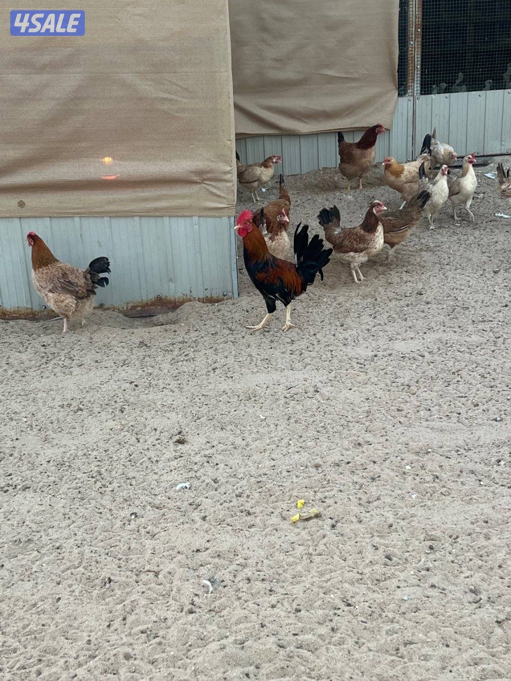 سلام عليكم للبيع صيصان عربي دم صافي 50 حبه2