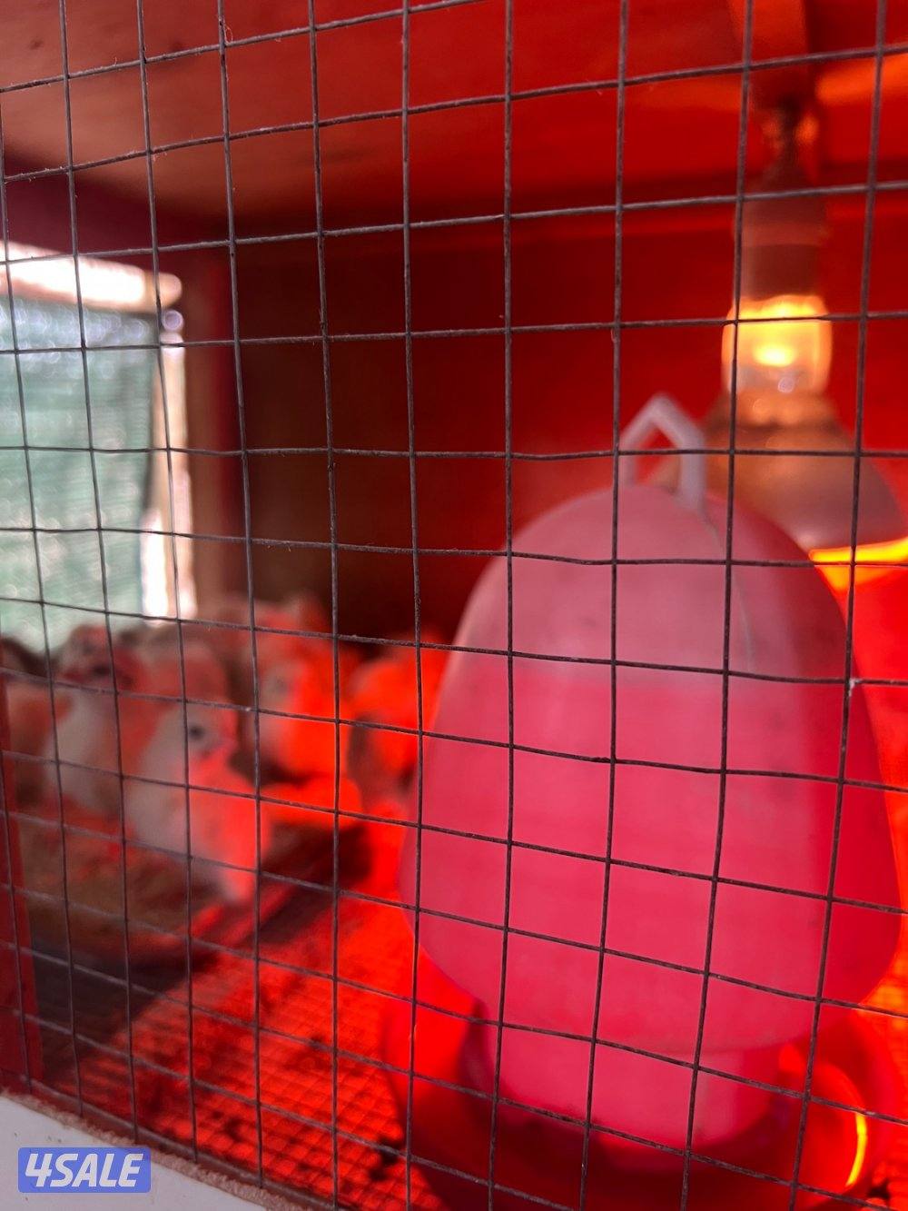 سلام عليكم للبيع صيصان عربي دم صافي 50 حبه1