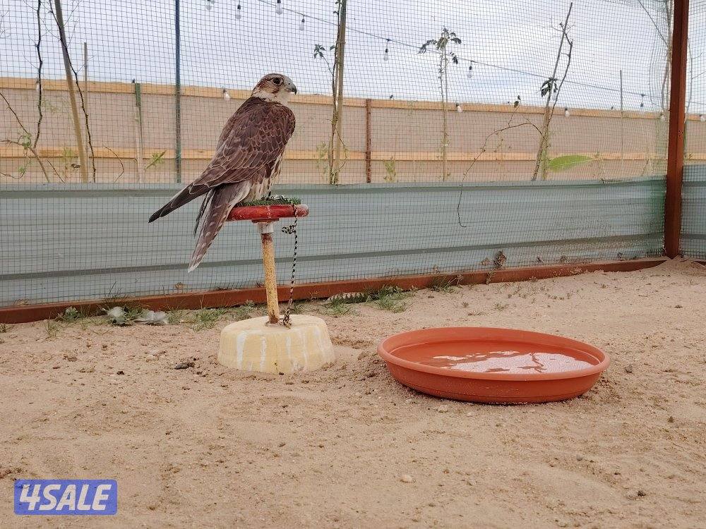 حر ربع اصلي0