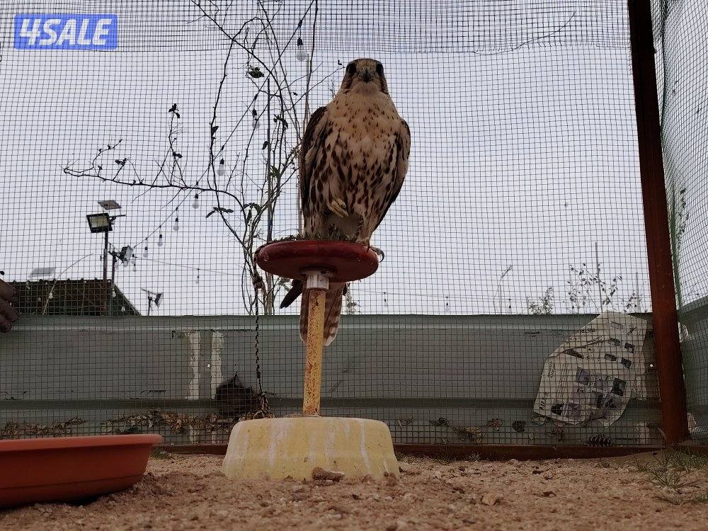 حر ربع اصلي1