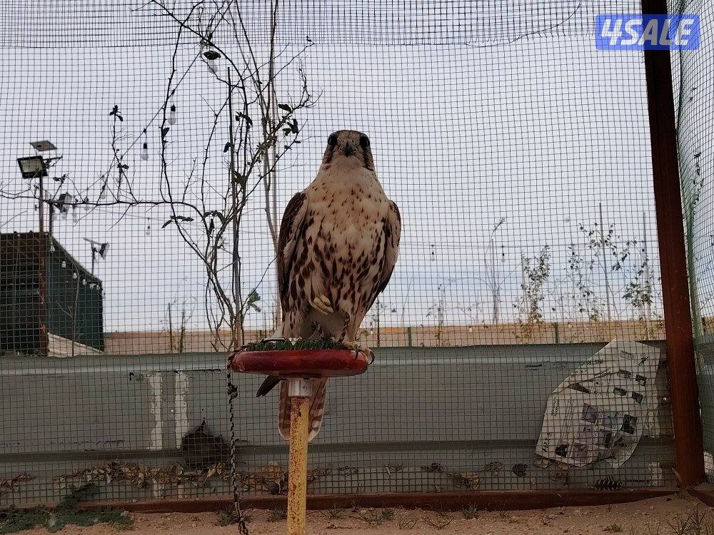 حر ربع اصلي2