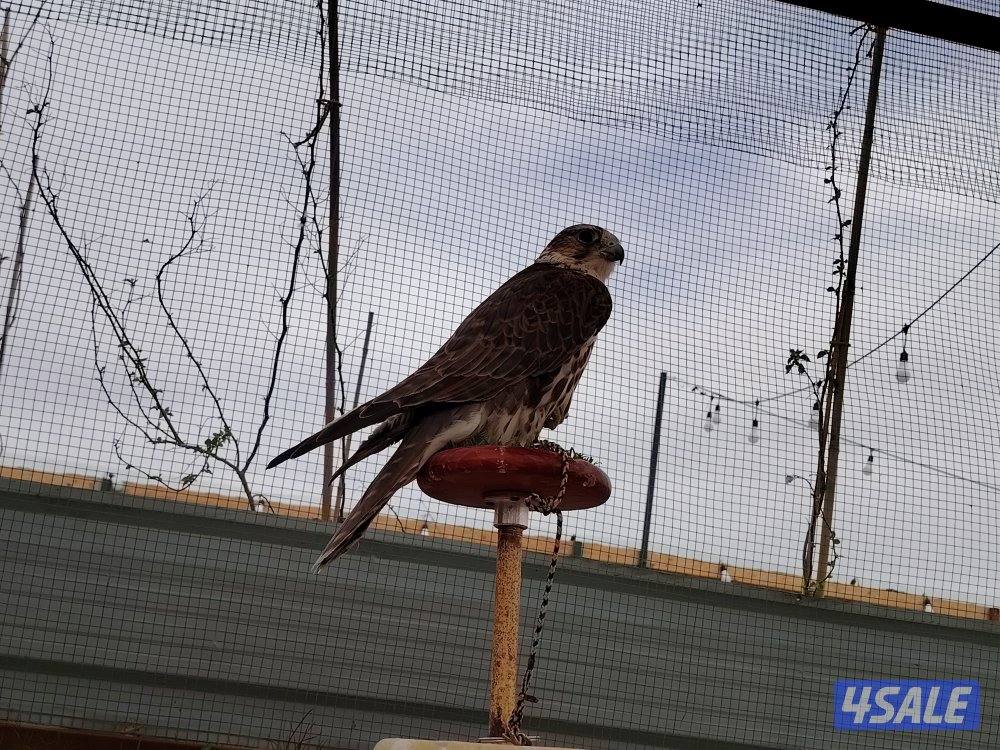 حر ربع اصلي3