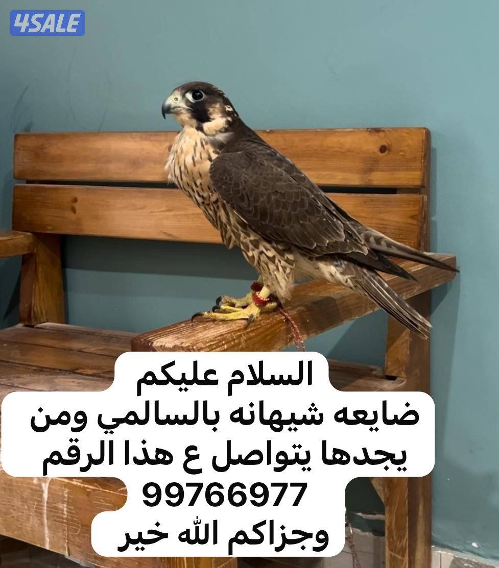 مفقود شيهانه1