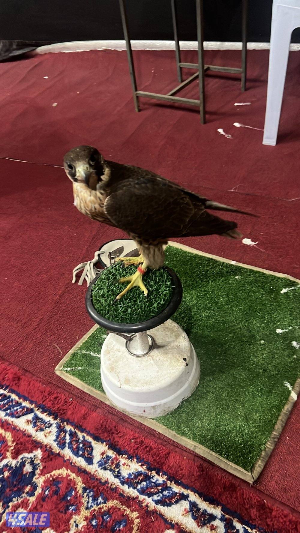 مفقود شيهانه2