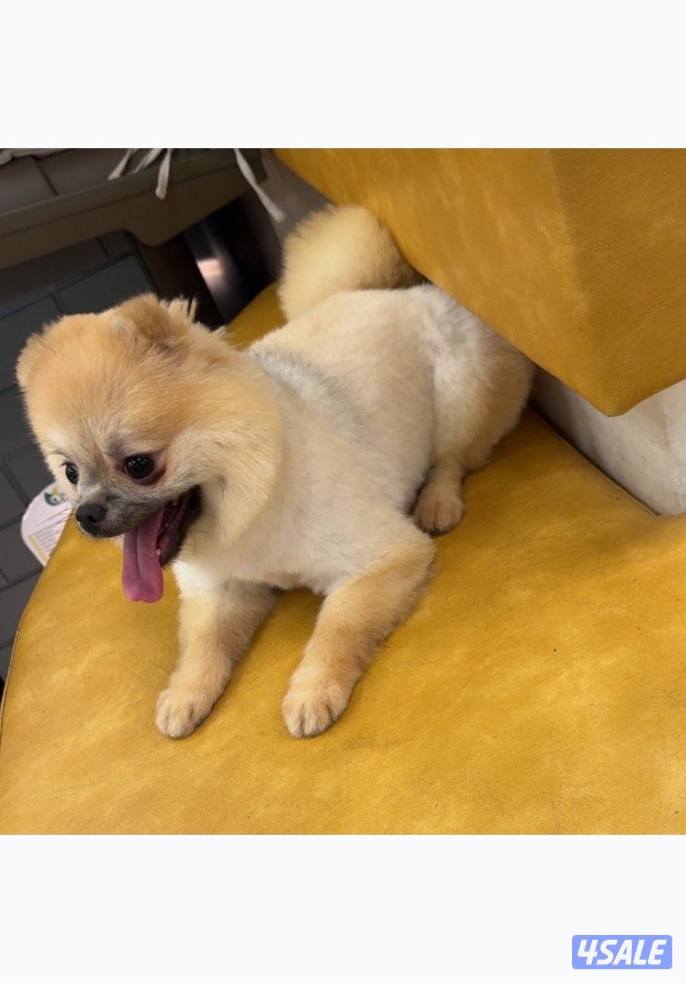 للبيع ذكر بومارينين0