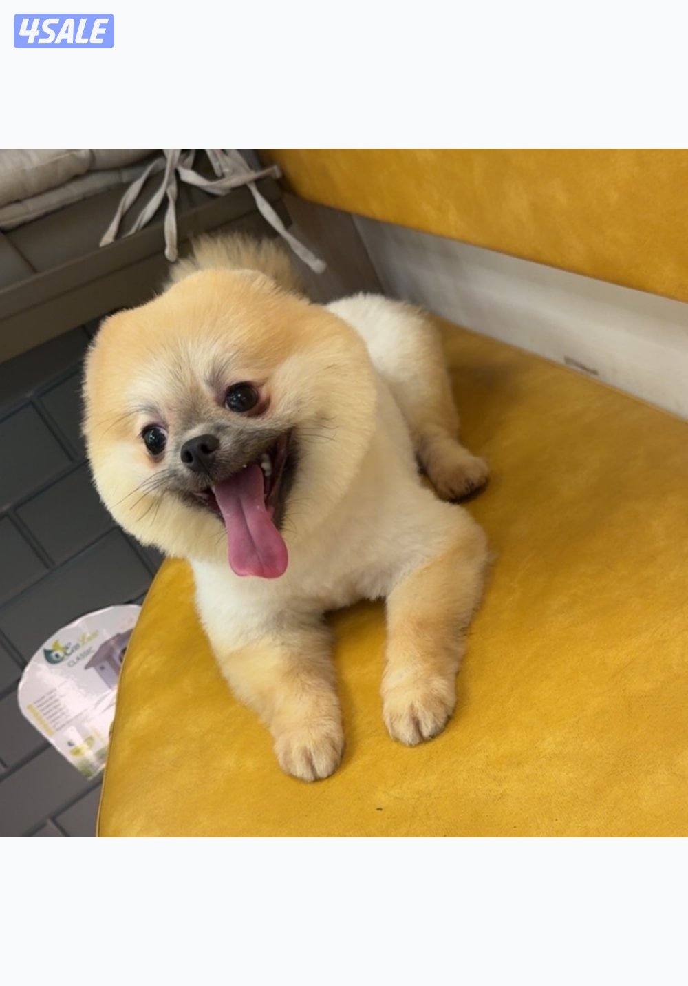 للبيع ذكر بومارينين1