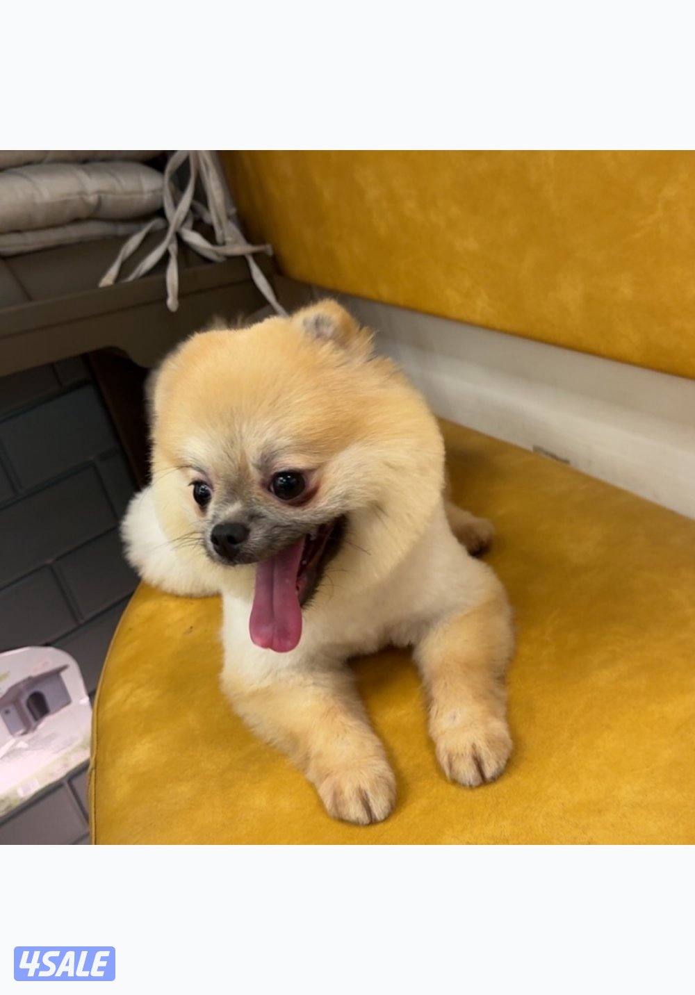 للبيع ذكر بومارينين2