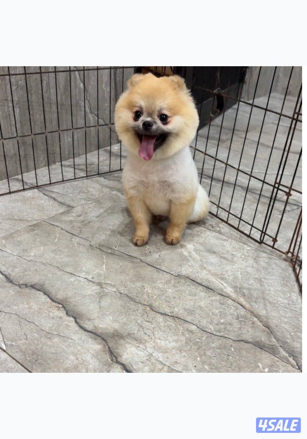 للبيع ذكر بومارينين3