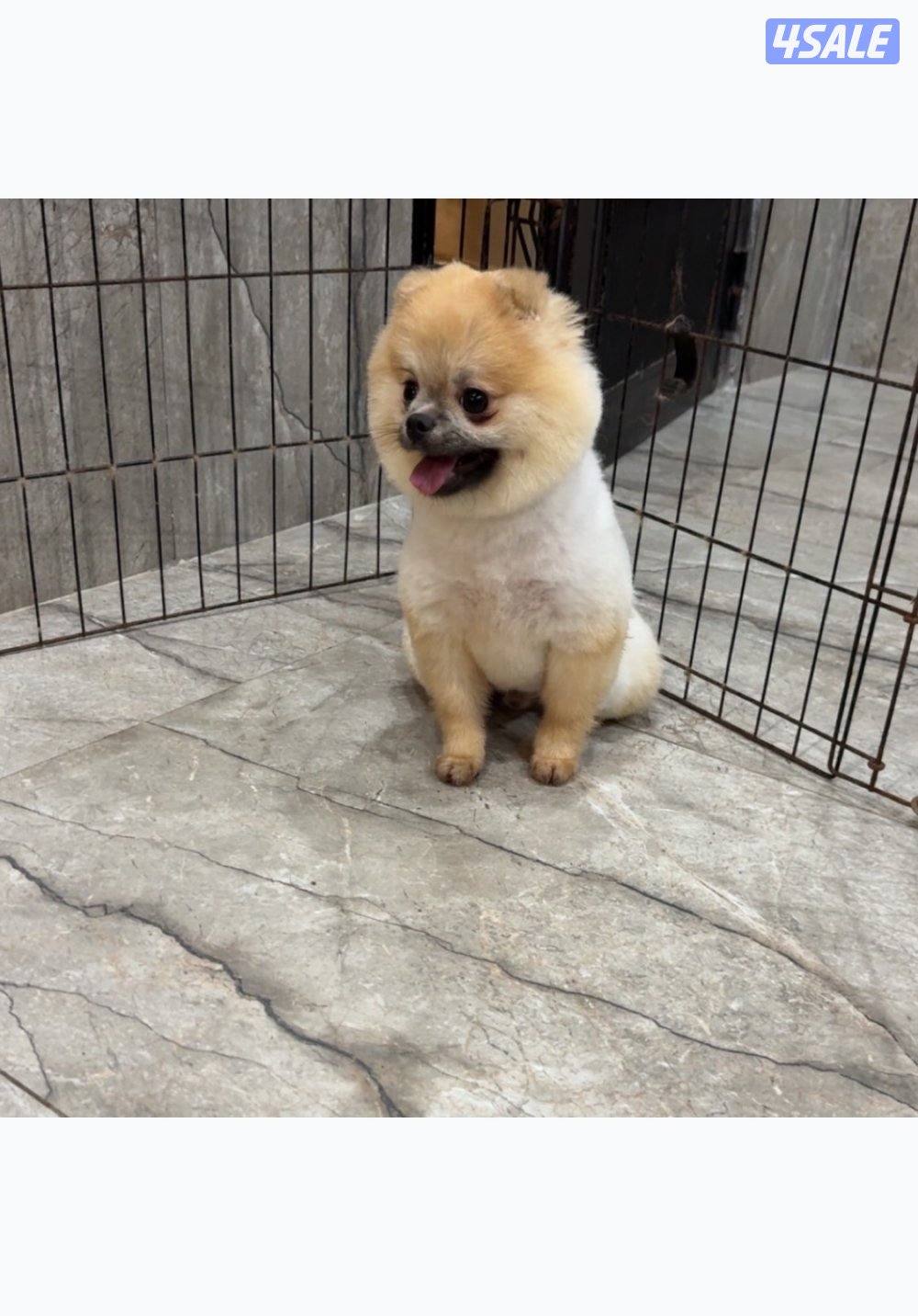 للبيع ذكر بومارينين4