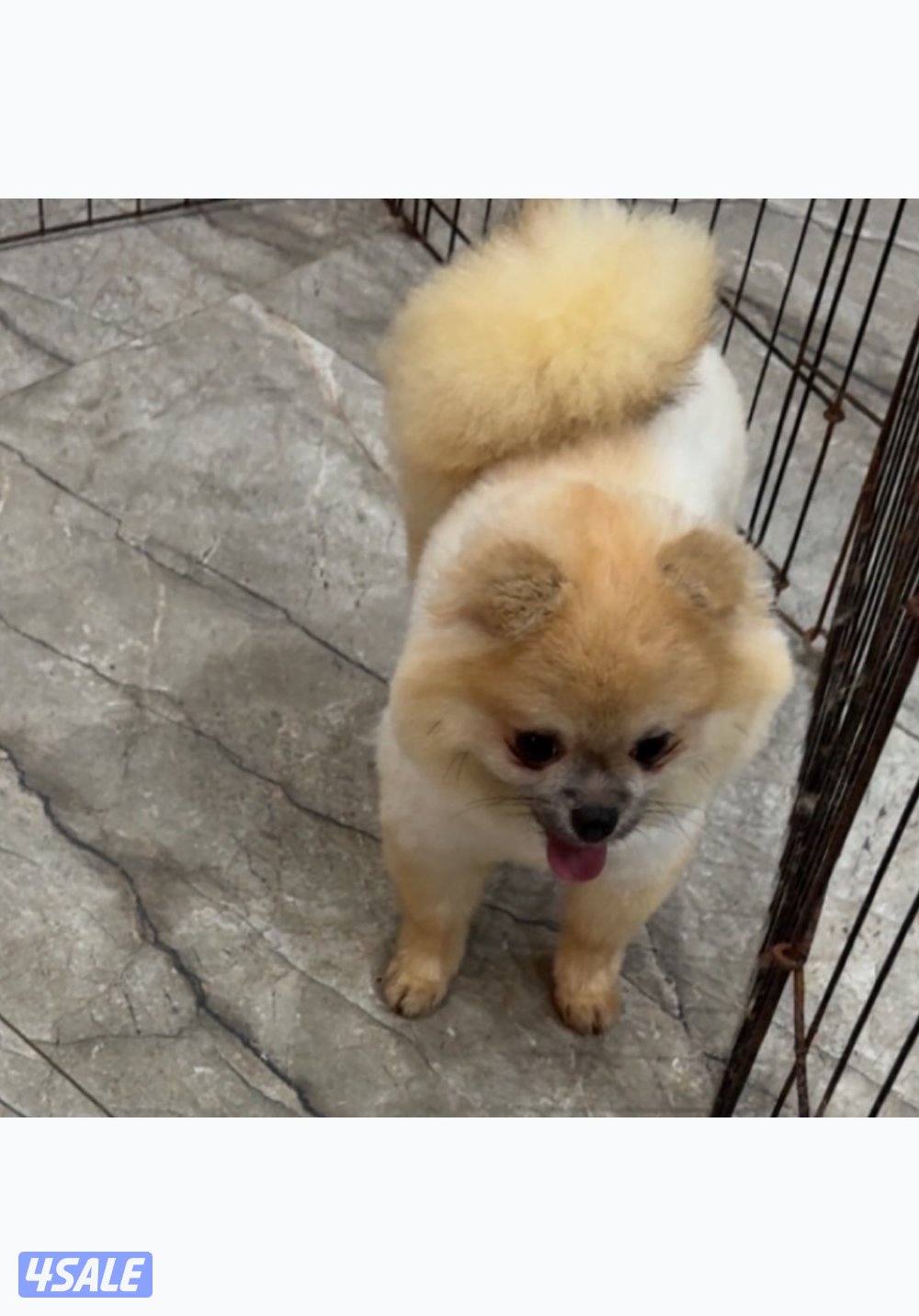 للبيع ذكر بومارينين5