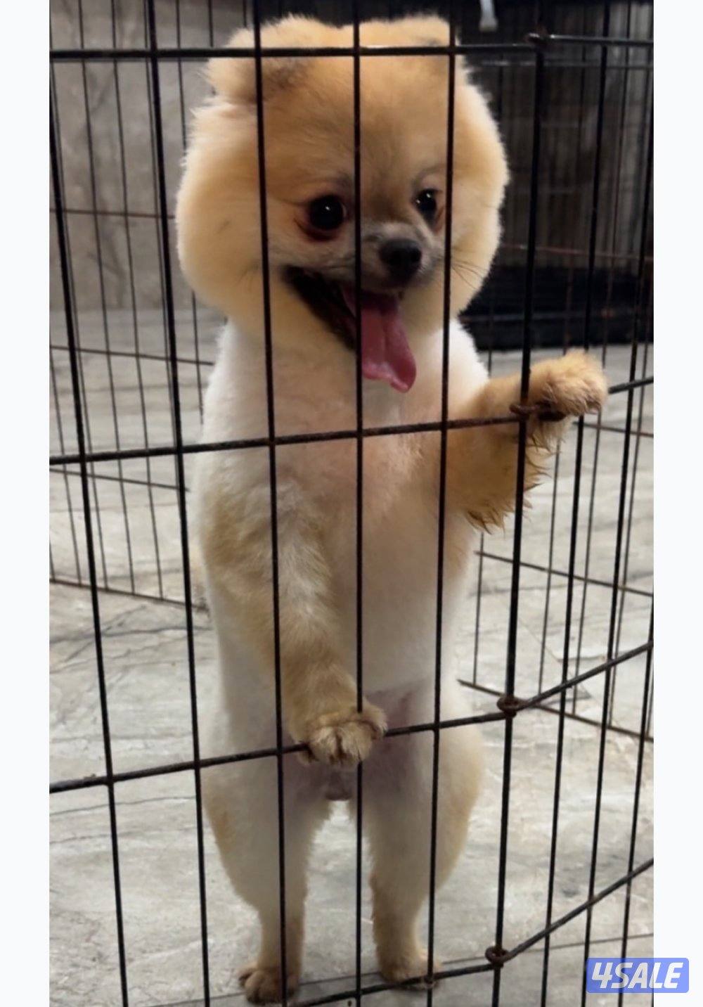 للبيع ذكر بومارينين6