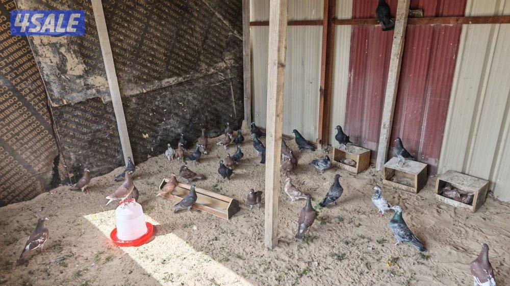 زاجل بلجيكي ملاوين0