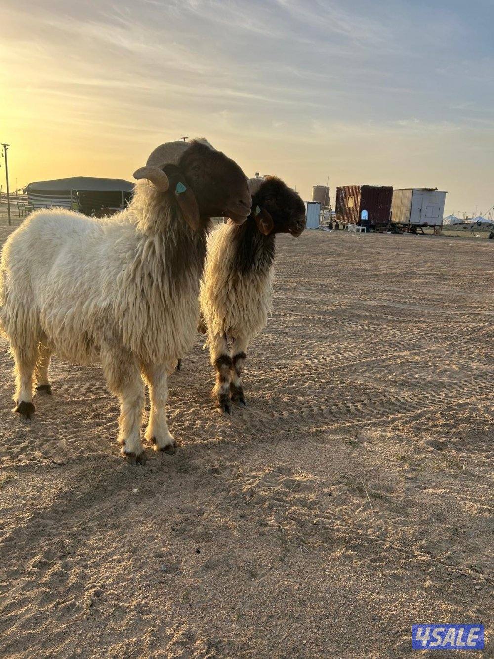 للبيع فحول واحد ثني واحد رباع0