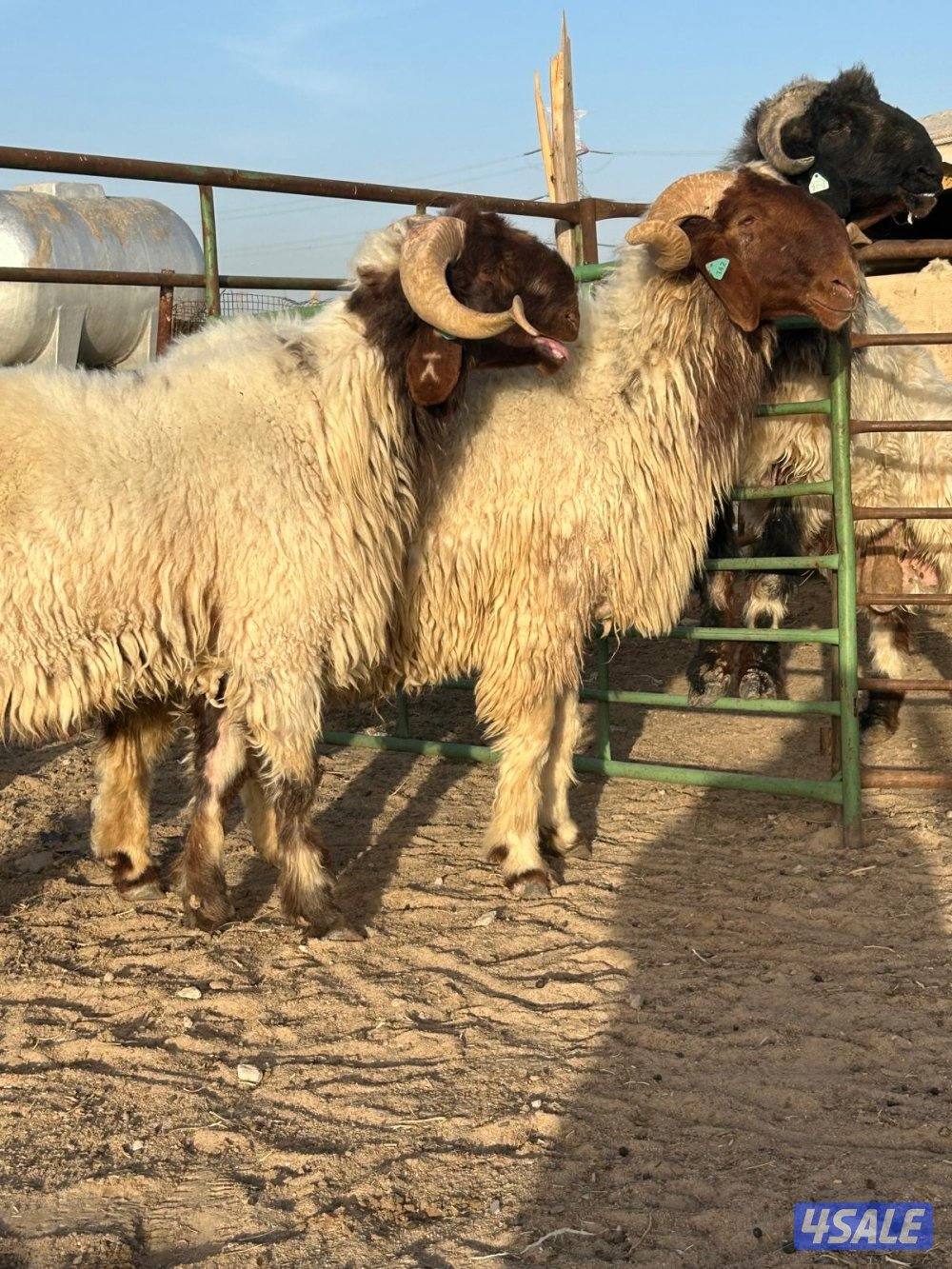 للبيع فحول واحد ثني واحد رباع1