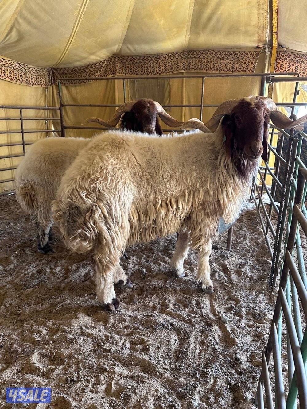 للبيع فحول واحد ثني واحد رباع2