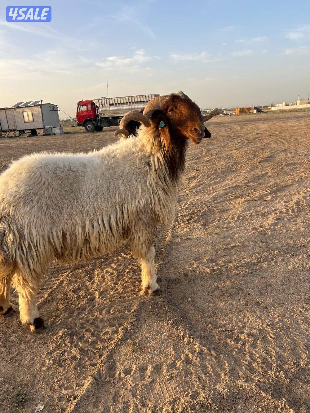 للبيع فحول واحد ثني واحد رباع3