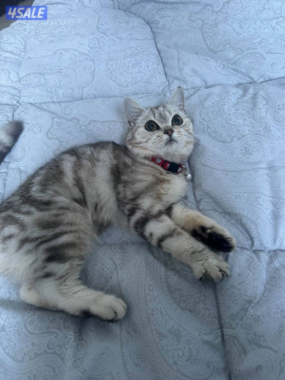 قطط للتبني0