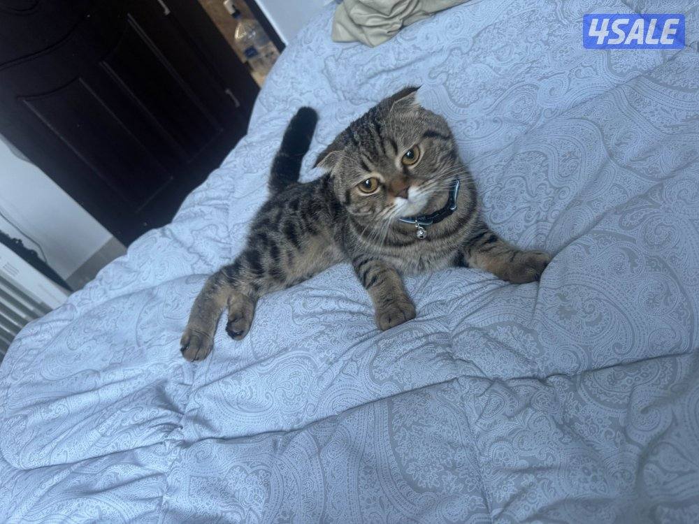 قطط للتبني2