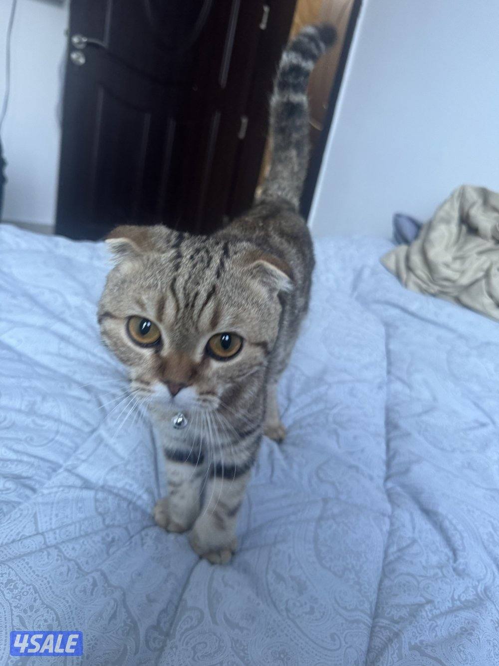 قطط للتبني3