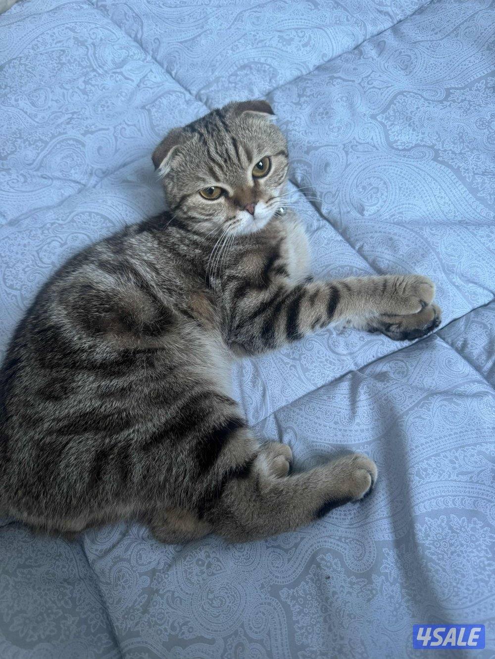 قطط للتبني4