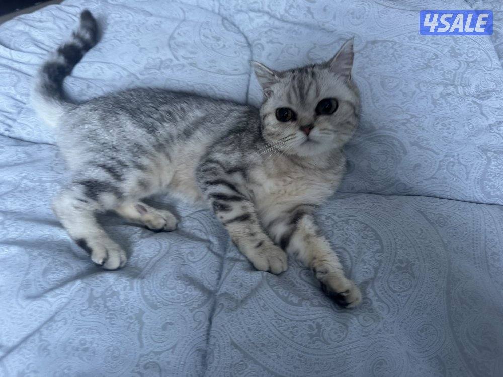 قطط للتبني5
