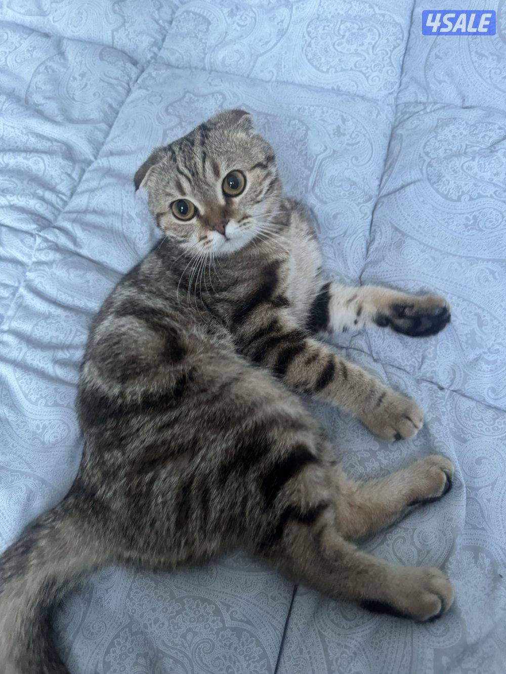 قطط للتبني7