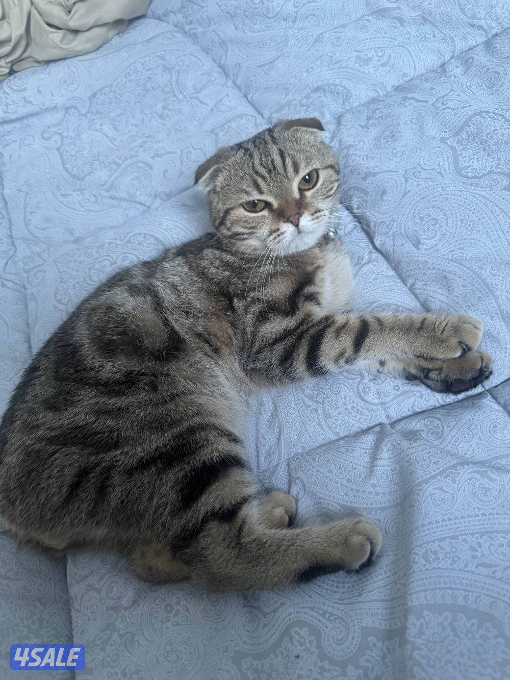 قطط للتبني8