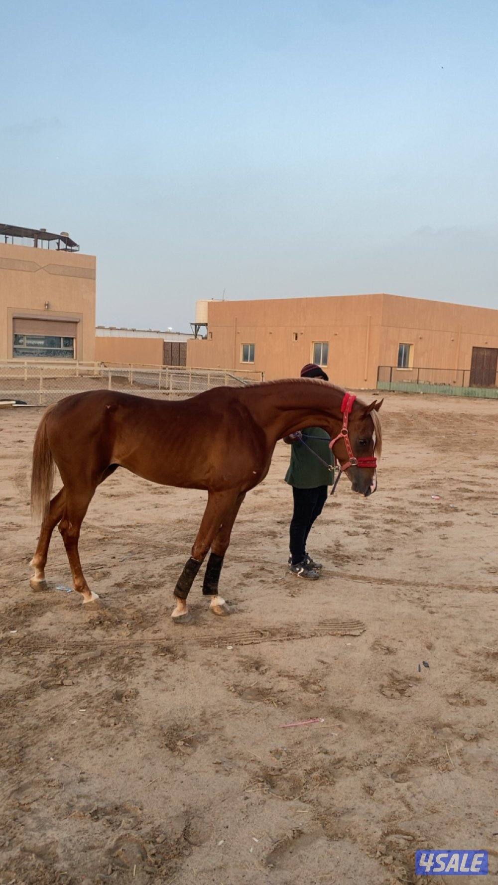 البيع حصان3