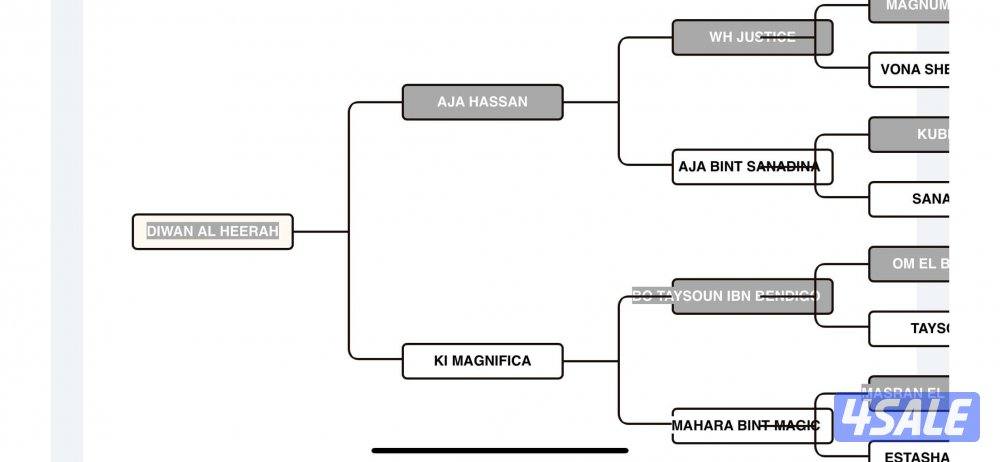 البيع حصان2
