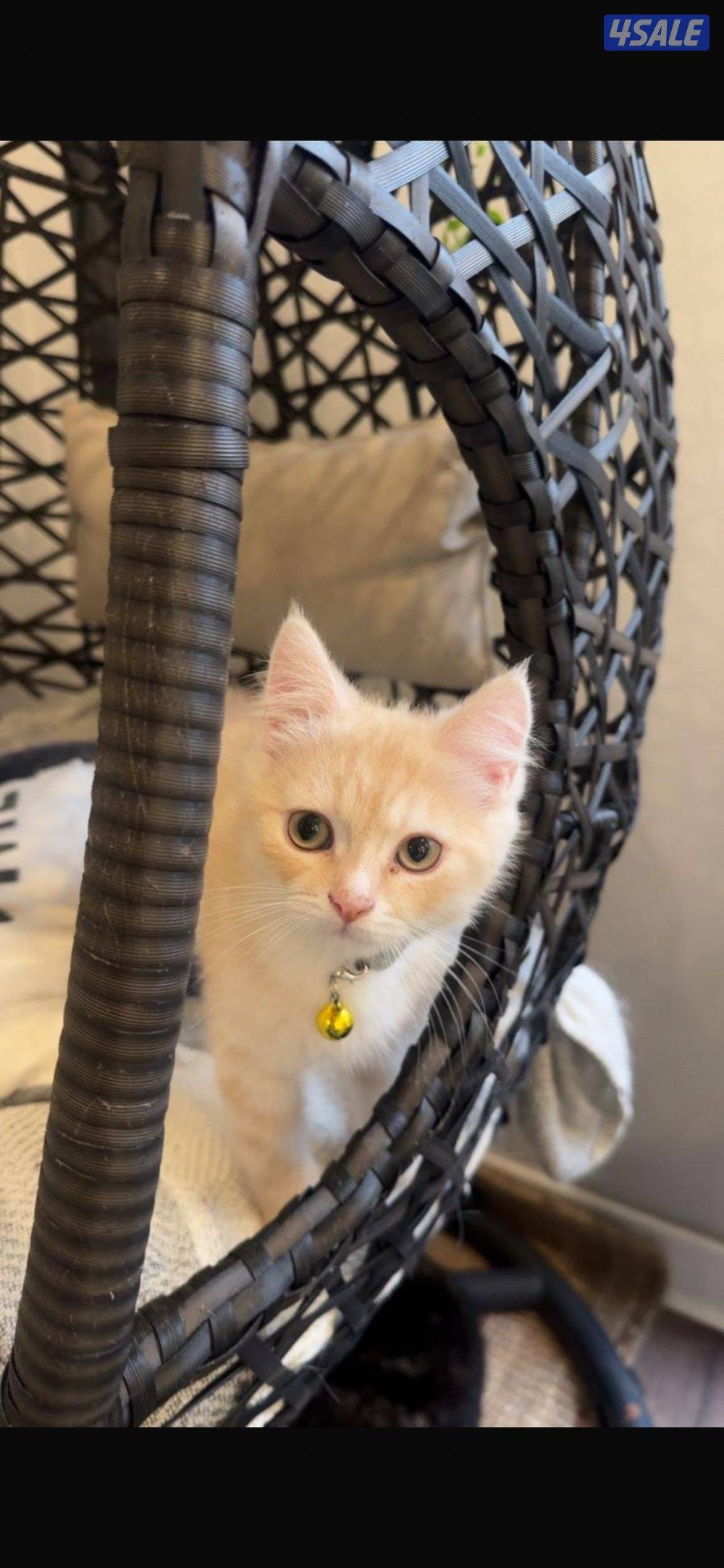 الفروانيه الفردوس0