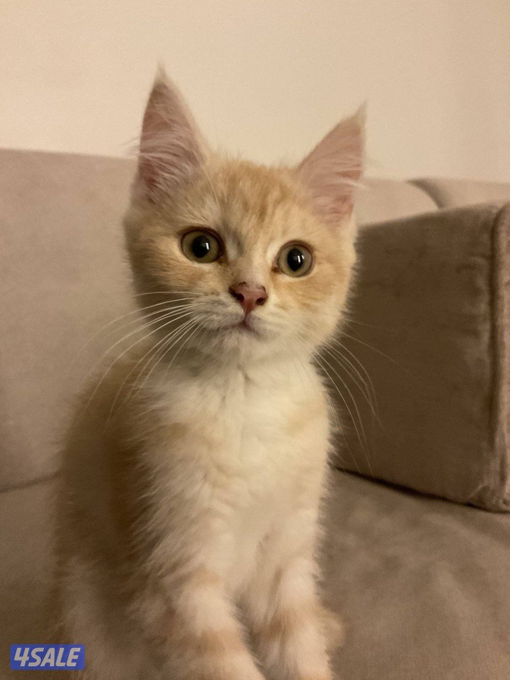 الفروانيه الفردوس2