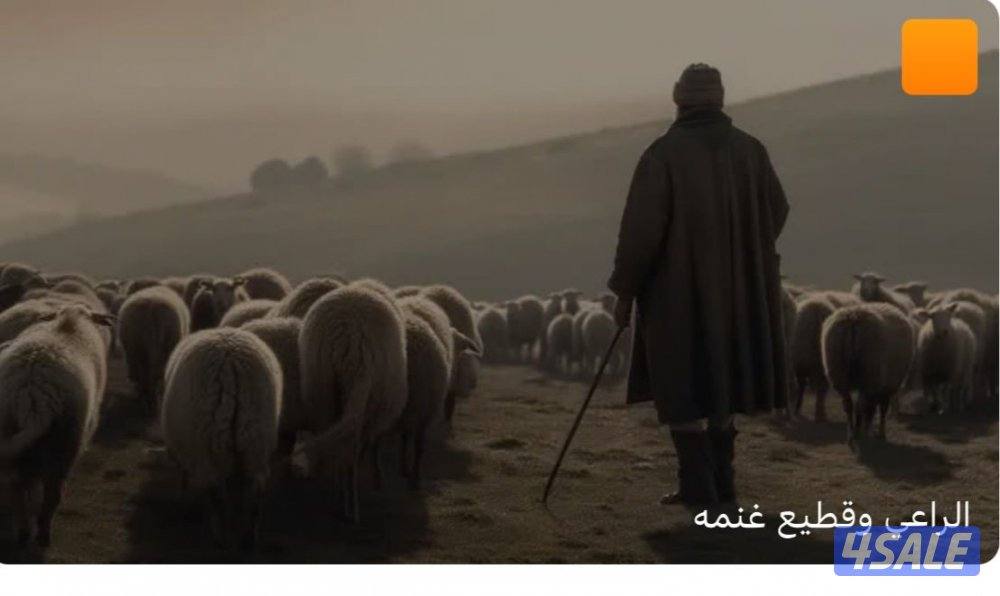 راعي غنم0
