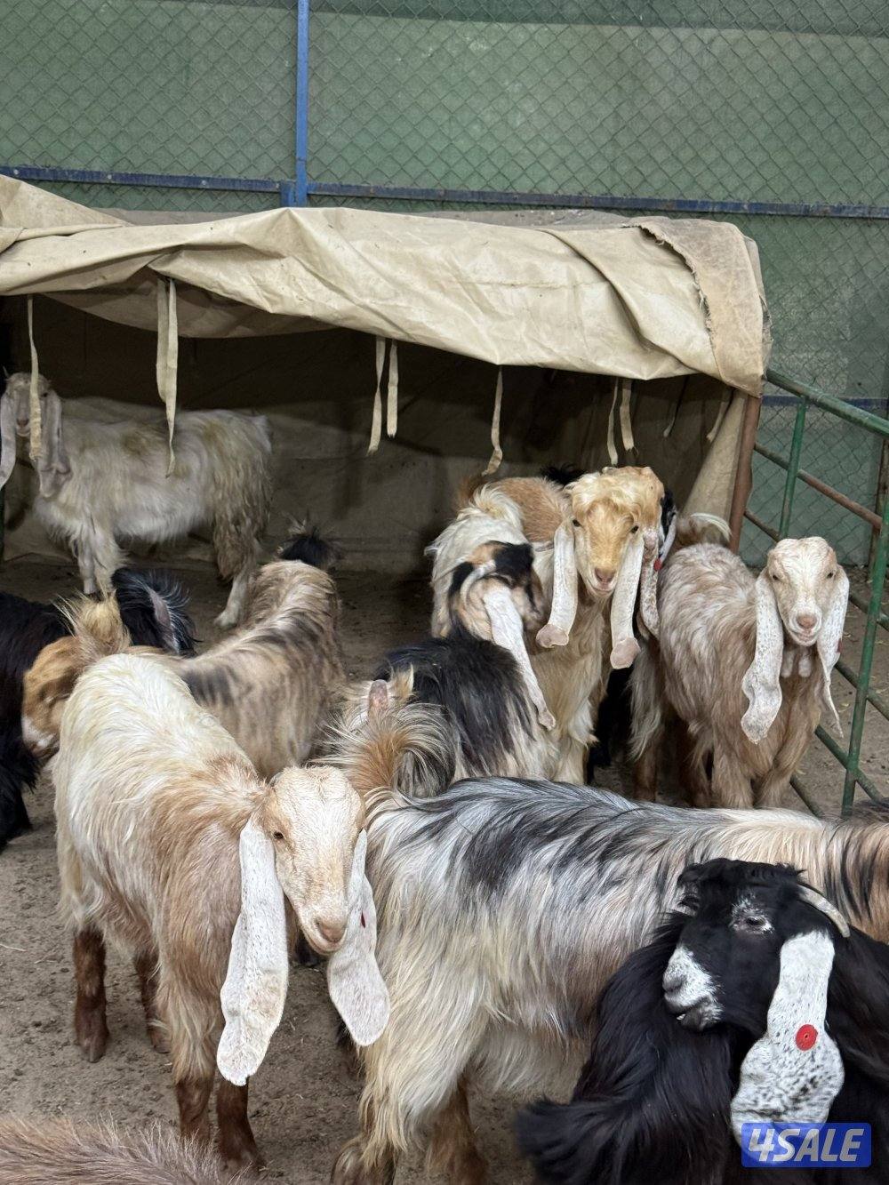 معزا جذعات وشبب ملاوين عوارض صنف شرط سلم وفيهم 4 دفيع . ١٢ معزا و تيس0