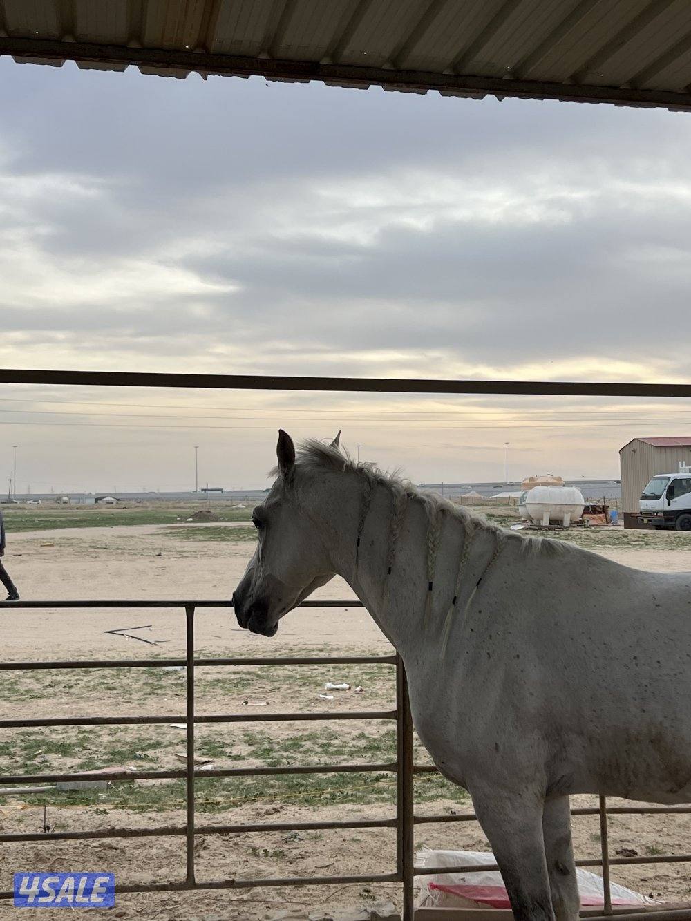 للبيع حصان0