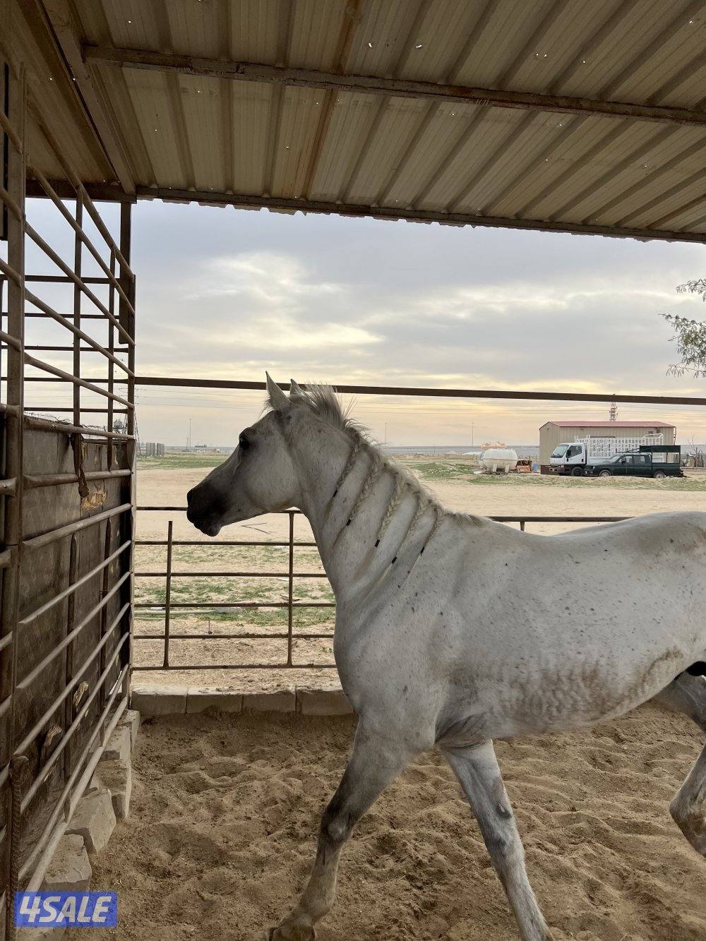 للبيع حصان1