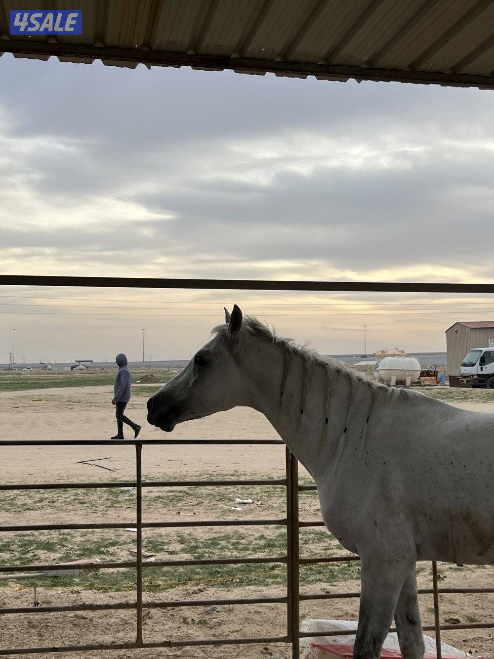 للبيع حصان2